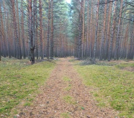 Прирезка лесных участков Кадастровые работы в Заречном